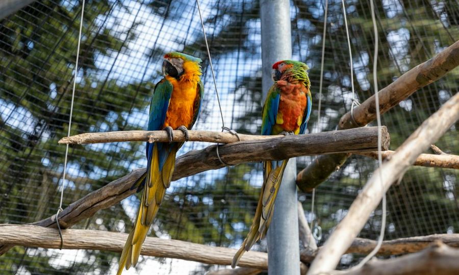 Swearing parrots pose risk of vulgar clock chaos in wildlife park - KNEWS - The English Edition of Kathimerini Cyprus