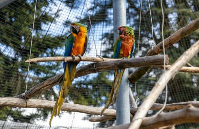 Swearing parrots pose risk of vulgar clock chaos in wildlife park