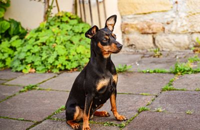 Large dog mauls Miniature Pinscher in Mesogi horror