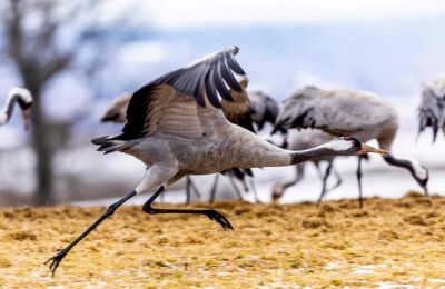 UK's tallest bird, cranes, thrive with 80 pairs