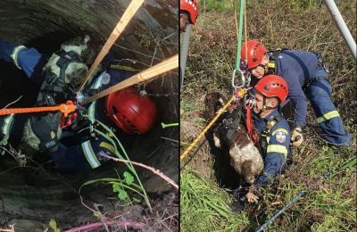 ERU and locals save dogs in heartwarming rescues