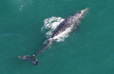 Gray whale spotted off Nantucket Coast after 200 years