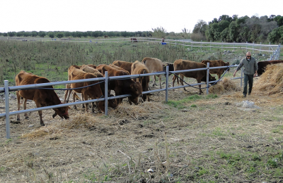 Efforts underway to preserve native Cypriot cattle breed