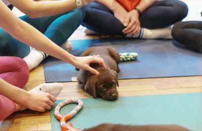 Puppy yoga banned in Italy for animal safety