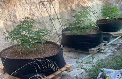 Police arrest 58-year-old for growing marijuana in garden