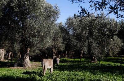 Greece anticipates bumper olive oil harvest despite price fluctuations