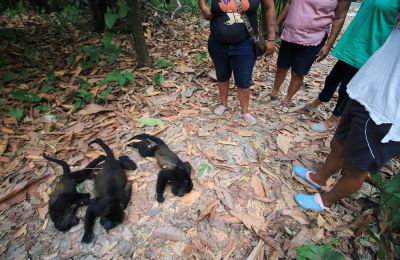 Monkeys falling like apples in Mexico's heatwave crisis