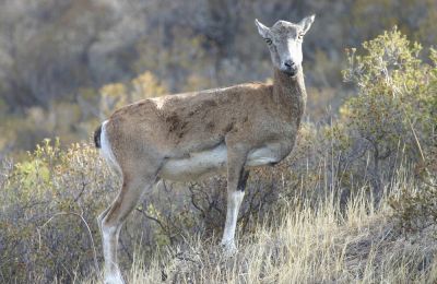 UN project boosts water access for Cyprus wildlife in buffer zone