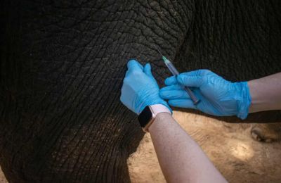 Asian elephant receives first-ever mRNA vaccine for deadly virus
