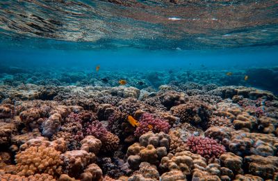 Coral sounds boost reef health, study shows