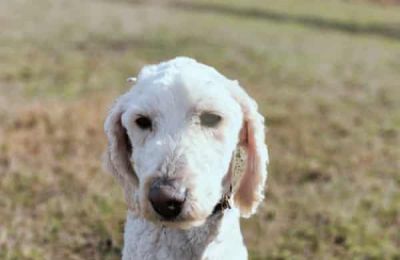 Over 250 dogs need homes after Tasmanian breeder closes