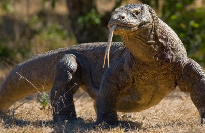Iron-coated teeth found in Komodo dragons