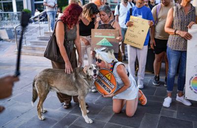 Turkish stray dog law ignites protests over threat of mass killings