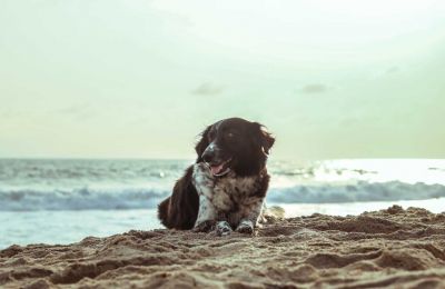 Larnaca's dog beach gets a 'paw-some' upgrade