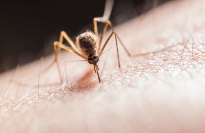 World Mosquito Day: Deadly dengue surges worldwide