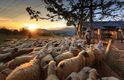 Authorities find 15 illegally slaughtered goats and sheep in Nicosia