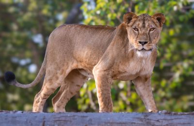 Lioness saved from Ukraine's war begins new life in England