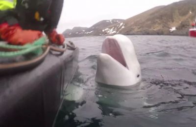 Hvaldimir, Norway's famous beluga whale, found dead