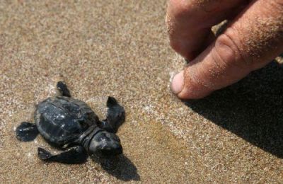 Record sea turtle nests found on British base beaches