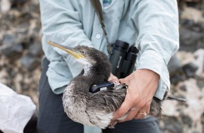 Iris the sea crow sets record with 500-kilometer journey across Cyprus