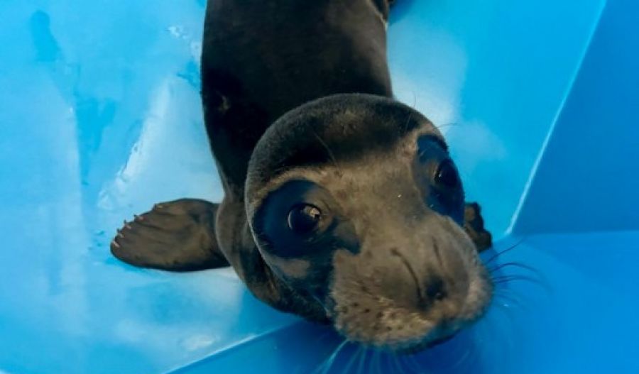 Baby seal ''Panagis'' rescued after losing its mother (video)