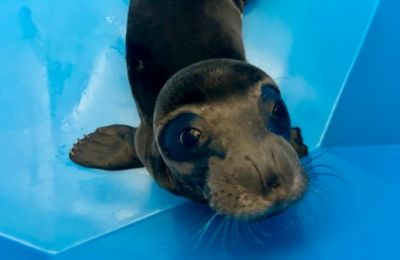 Baby seal ''Panagis'' rescued after losing its mother (video)