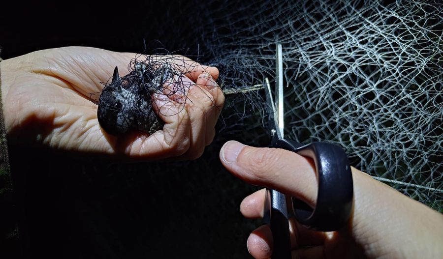  A rescuer frees a bird entangled in a poacher's net.