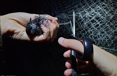  A rescuer frees a bird entangled in a poacher's net.