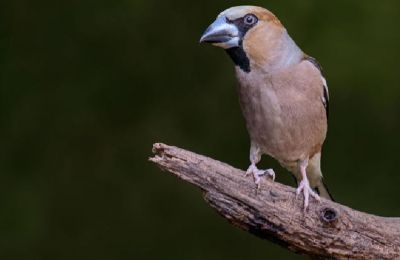 Before this recent discovery, hawfinches hadn't been observed in Herefordshire for 140 years.