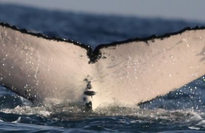 This humpback whale, spotted near Colombia’s Pacific coast, embarked on a record-breaking journey. Credit: happywhale.com