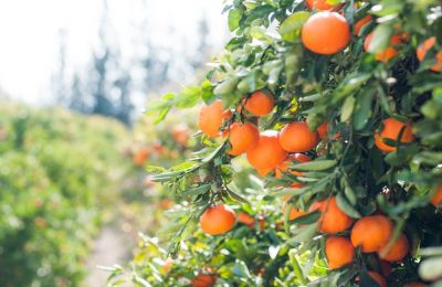 Photo of Cyprus orange trees in winter - Unsplash