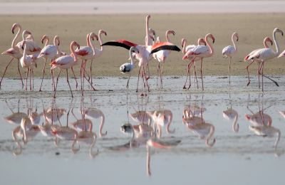 Photo of Flamingos on Larnacas Salt Lake by Philippos Christou