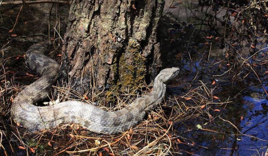 See the eight species of snakes you can encounter in Cyprus