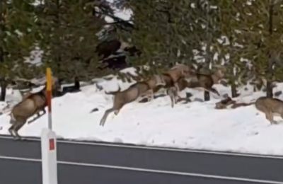 When you’re late for a meeting but the snow isn’t helping and you don’t have four-wheel drive... just four legs.