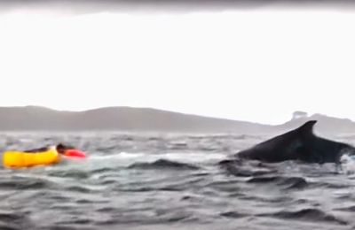 Swallowed by a whale – and spat back out! (video)