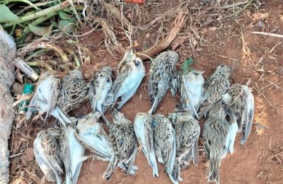 Photos courtesy of the Committee Against Bird Slaughter