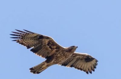 Photo: Cyprus Birds and Nature, video: Rafaelos Markitanis