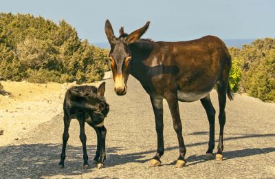 Donkeys can enjoy a second chance at life, thanks to the kindness of supporters. Photo credit: Cyprus Paradise website