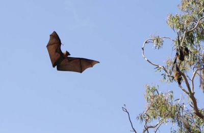 Along with the 1.4 million cubic feet of water lost from the Mavrokolympos dam, a blow to Cypriot fauna has also been recorded