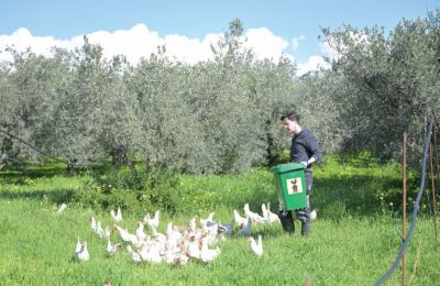 Retired hens are living their best lives, and helping save Cyprus’ olive groves