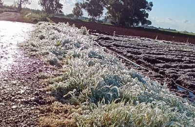 Farmers face devastating crop losses as freezing temps hit hard