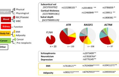 Study reveals ATR protein protects cell nuclei from damage while also repairing DNA.