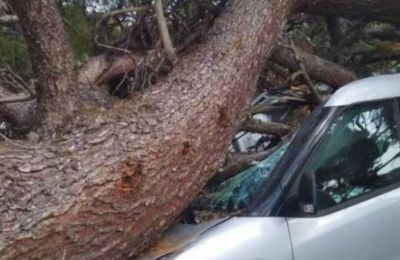 Strong winds and dust storms batter Limassol, toppling trees and causing damage