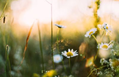 Dusty days, sunny rays sprinkled with spring vibes and sneezes