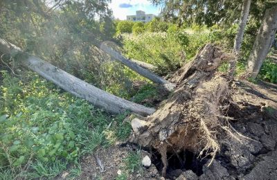 Fallen cypress tree in Kissonerga downs power lines amid storm. Photos courtesy of Davey Woodford Facebook