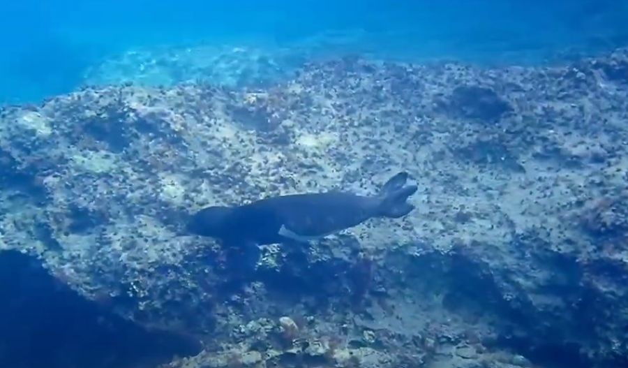 Once on the brink, these rare marine mammals are rebounding, but their survival is still at risk. Photo and video credit: CNA YouTube