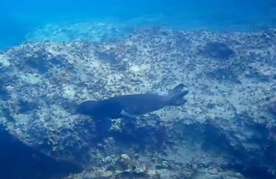 Once on the brink, these rare marine mammals are rebounding, but their survival is still at risk. Photo and video credit: CNA YouTube