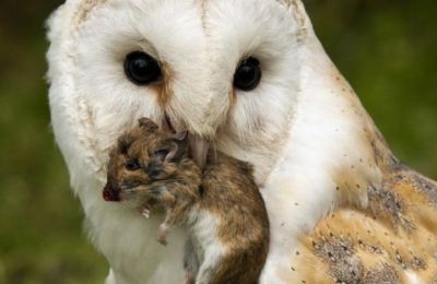 Cyprus leads Europe in natural pest control, saving the environment one owl at a time