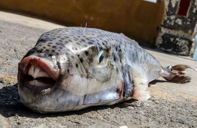 Strange fish are taking over Cyprus waters