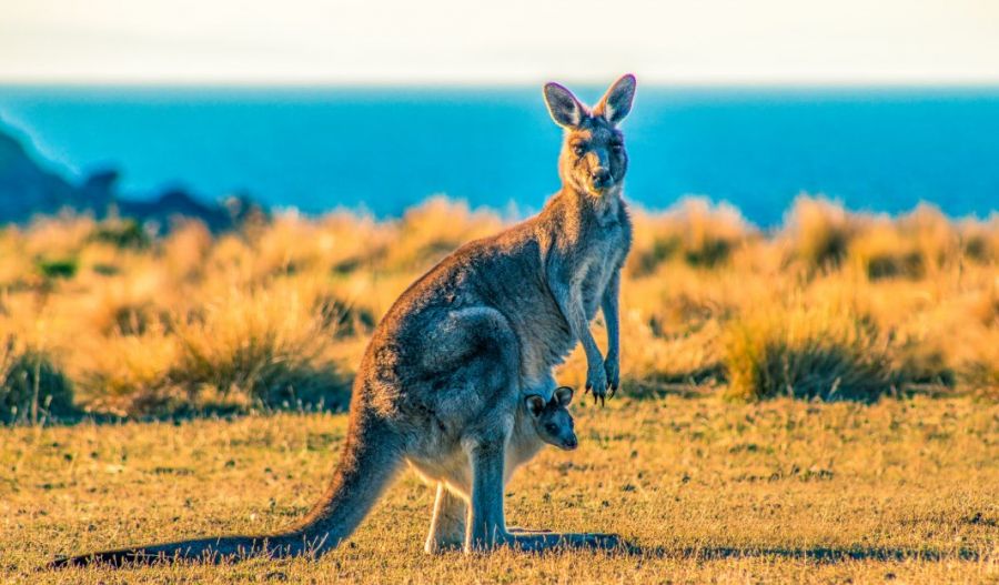 An American Pope, butchered kangaroos, and blame games...just another day in paradise